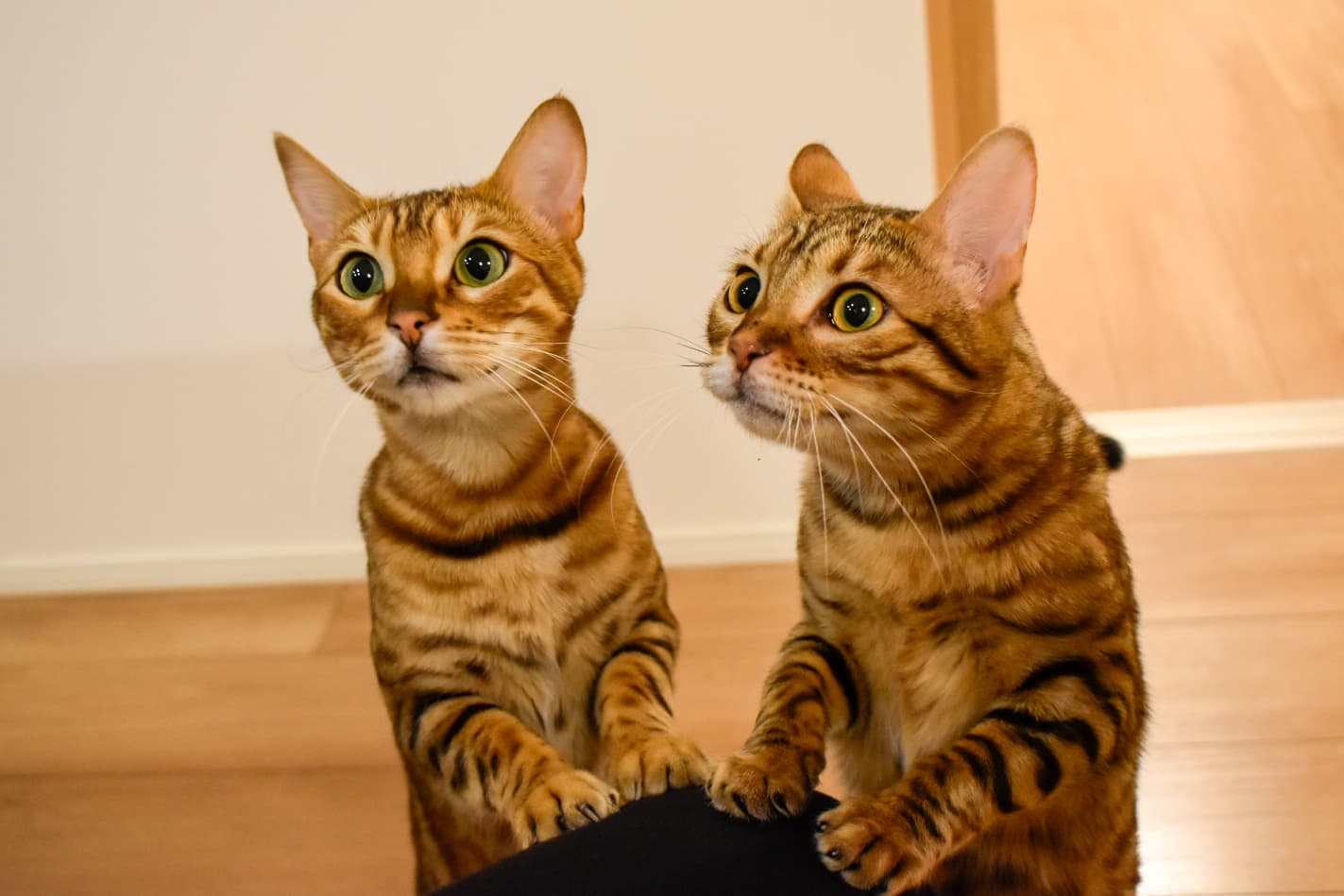 愛猫とのひととき